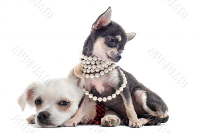 puppies chihuahuas