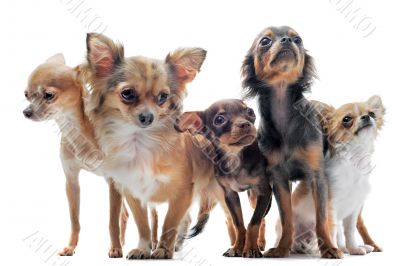 five chihuahuas