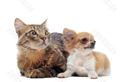 puppy chihuahua and cat