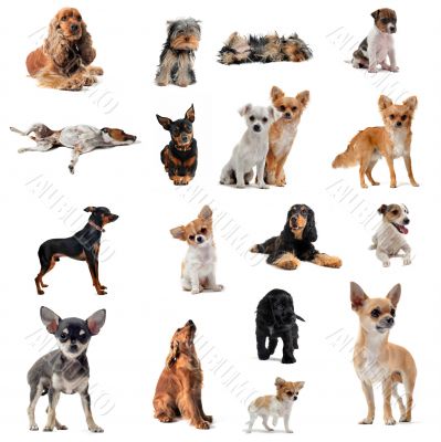 group of little dogs