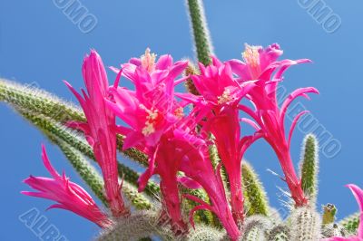 Cactus flowers