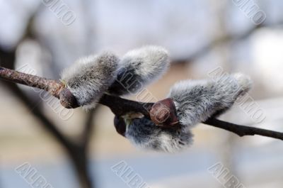 willow buds in spring