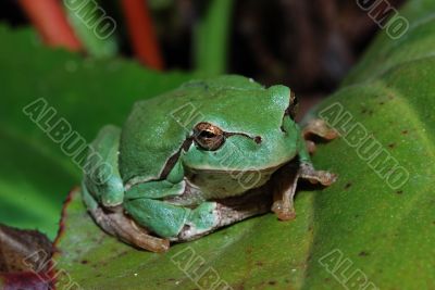 frog sitting on a leaf