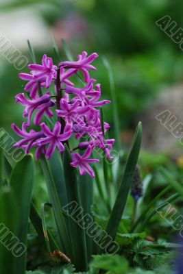 purple hyazinth