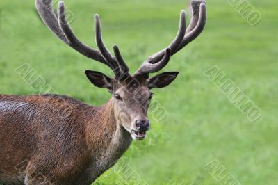 Red Deer stag 