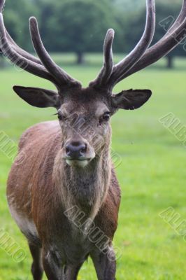 Red Deer stag