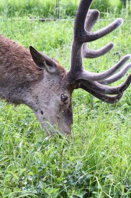 Red Deer stag 