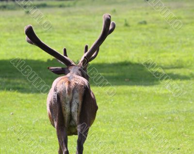 Red Deer stag 