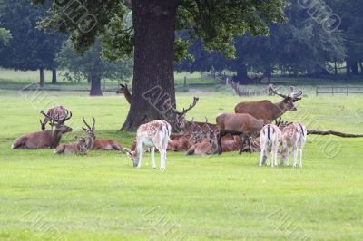 Red Deer stag  and Fallow Deer