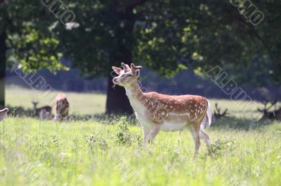Fallow deer 