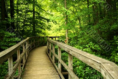 Wooden bridge through the forest