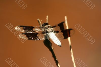Common whitetail male dragonfly