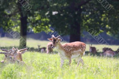 Fallow deer 