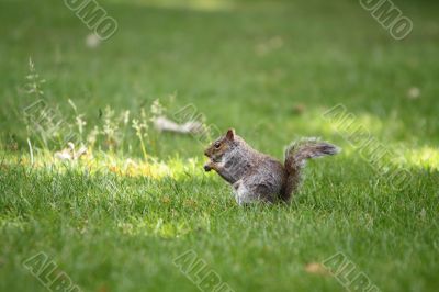 Squirrel