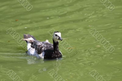 Barnacle goose
