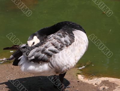 Barnacle goose / Branta canadensis