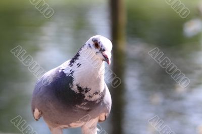 Pigeon