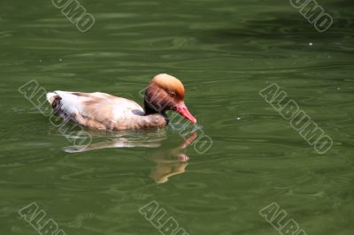 Red Crested Pochard