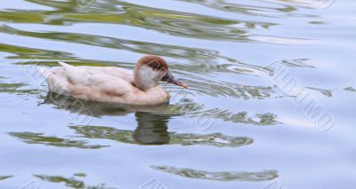Red Crested Pochard