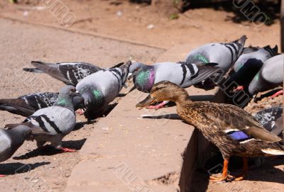 Mallard and pigeons
