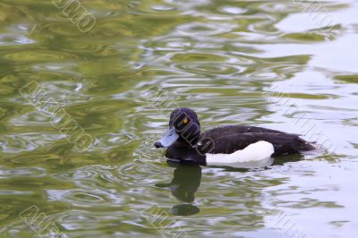 Tufted duck