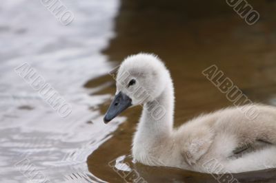 Cygnet
