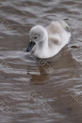 Cygnet/cygnus olor