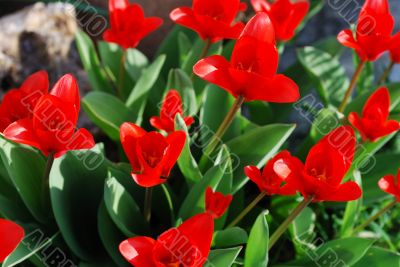 red tulip