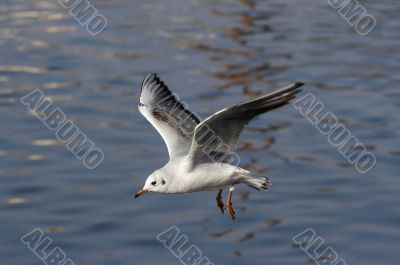 flying gull