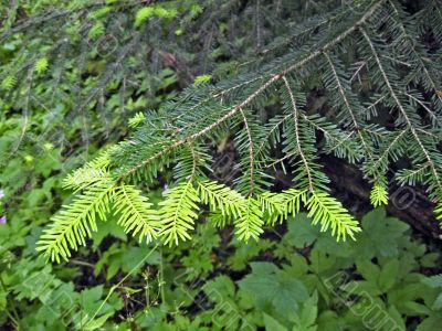 Young fir branch in green