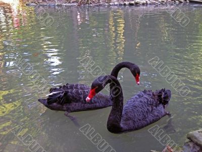 Two black swan 
