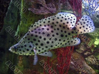 Fish with a black points underwater