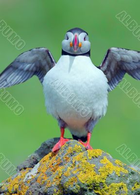 Puffin