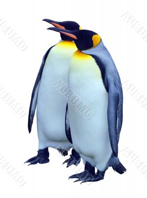 Two isolated emperor penguins with clipping path