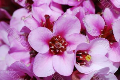 pink bloom