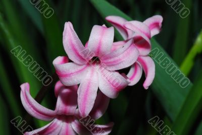 pink hyacinth