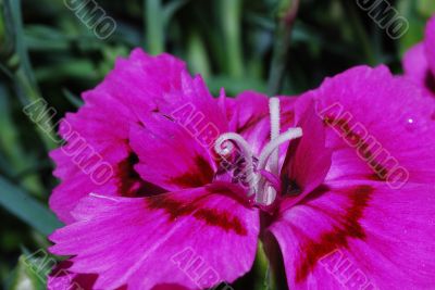 pink spring flower