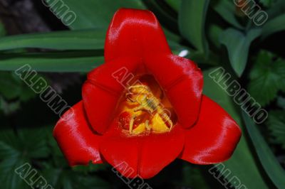 red tulip close up