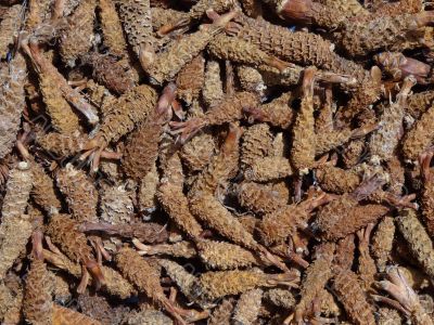 pine's cones