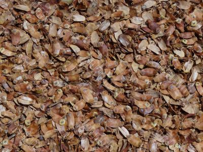 pine's cones