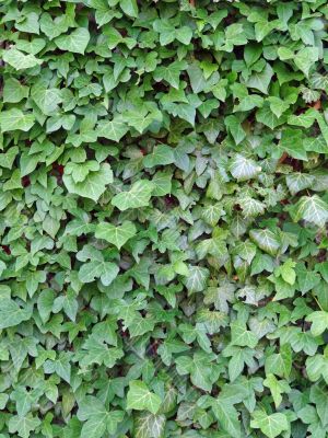 green ivy leaves