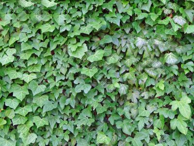 green ivy leaves