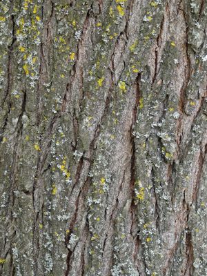 tree bark