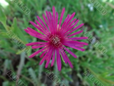 ficoide flower