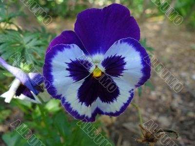 purple pansy