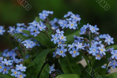 forget me not 