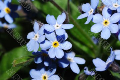 forget me not bloom