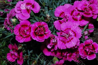 lot of pink