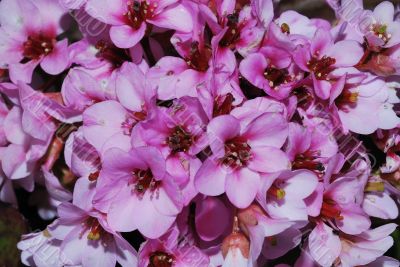 lot of pink bloom
