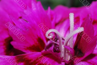 nice maco bloom